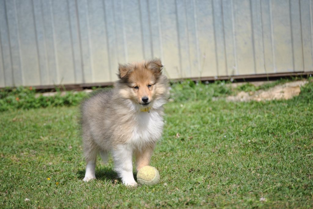 chiot Shetland Sheepdog du trefle gatinais