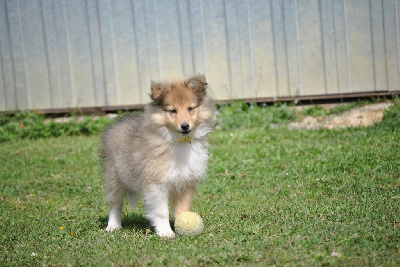 du trefle gatinais - Shetland Sheepdog - Portée née le 23/06/2024