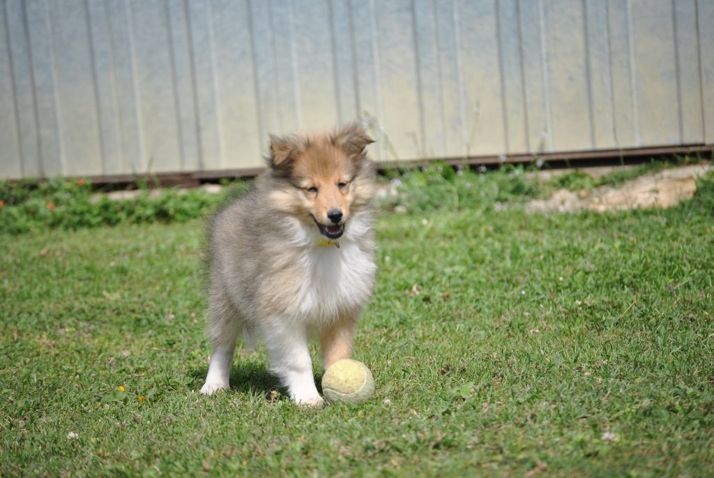 du trefle gatinais - Chiot disponible  - Shetland Sheepdog