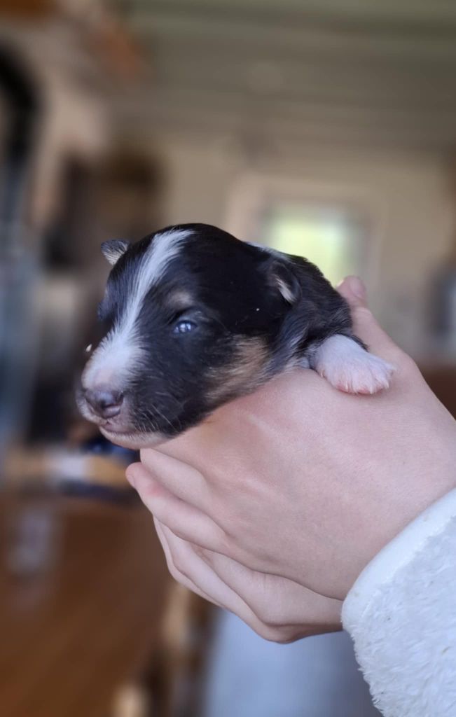 du trefle gatinais - Chiots disponibles - Shetland Sheepdog