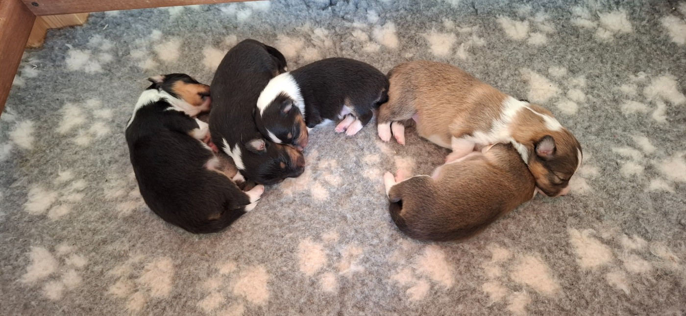 Chiot Shetland Sheepdog du trefle gatinais