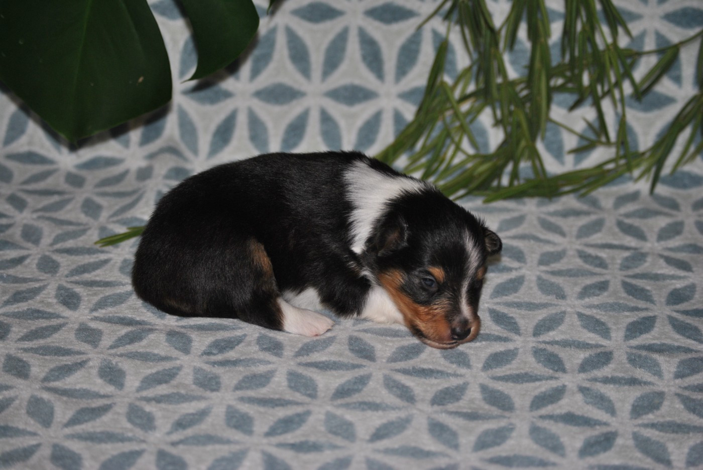 du trefle gatinais - Chiots disponibles - Shetland Sheepdog