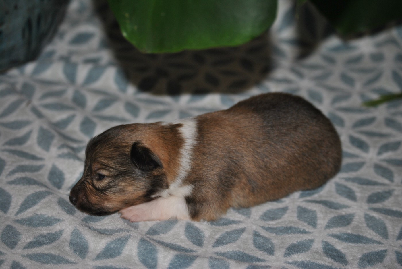 du trefle gatinais - Chiots disponibles - Shetland Sheepdog