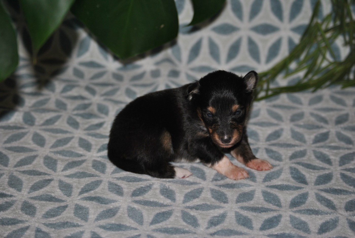 du trefle gatinais - Chiots disponibles - Shetland Sheepdog