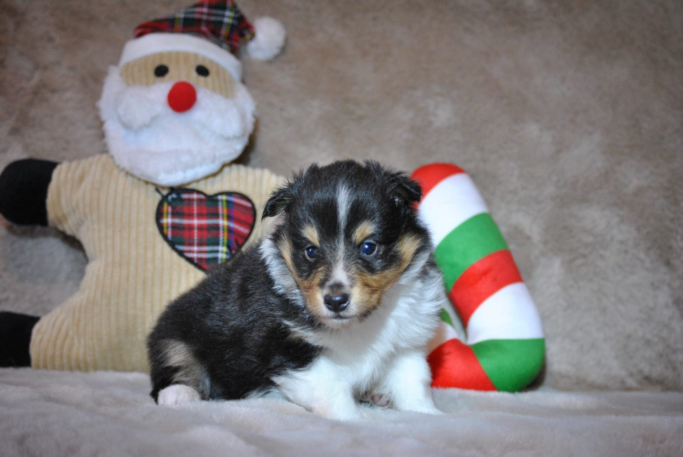 du trefle gatinais - Chiots disponibles - Shetland Sheepdog
