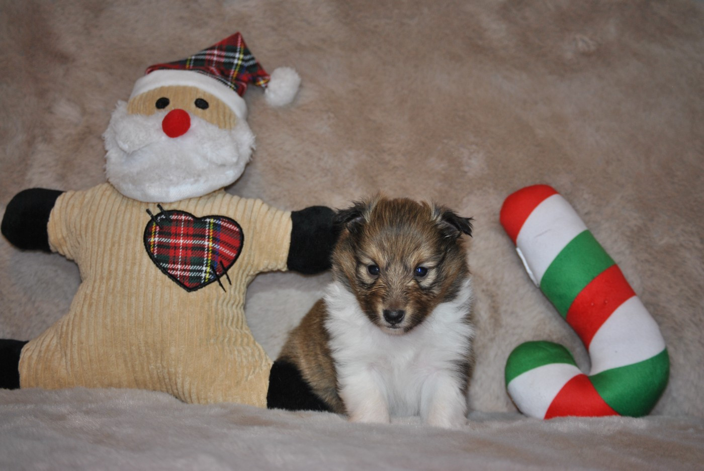 du trefle gatinais - Chiots disponibles - Shetland Sheepdog