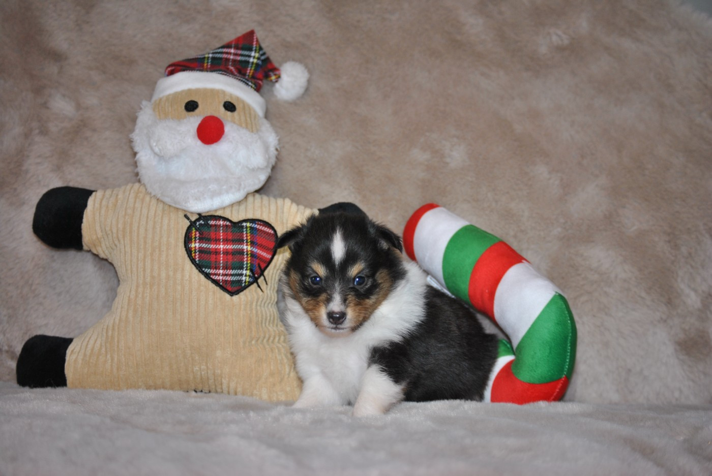 du trefle gatinais - Chiots disponibles - Shetland Sheepdog