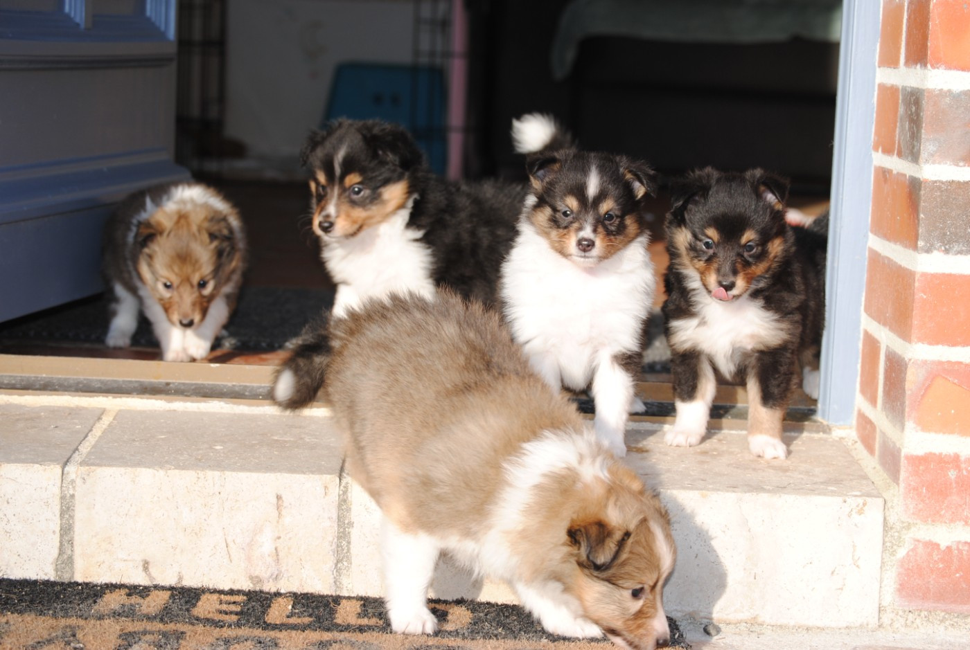 du trefle gatinais - Shetland Sheepdog - Portée née le 08/11/2025