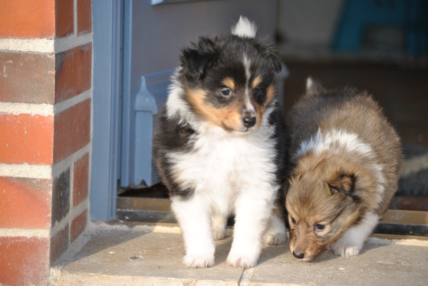 du trefle gatinais - Chiots disponibles - Shetland Sheepdog