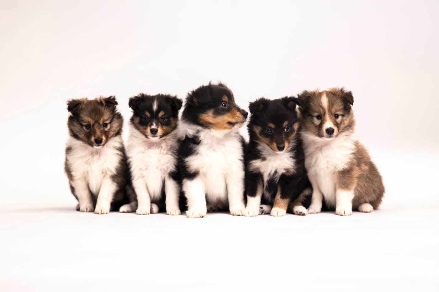 du trefle gatinais - Shetland Sheepdog - Portée née le 08/11/2025
