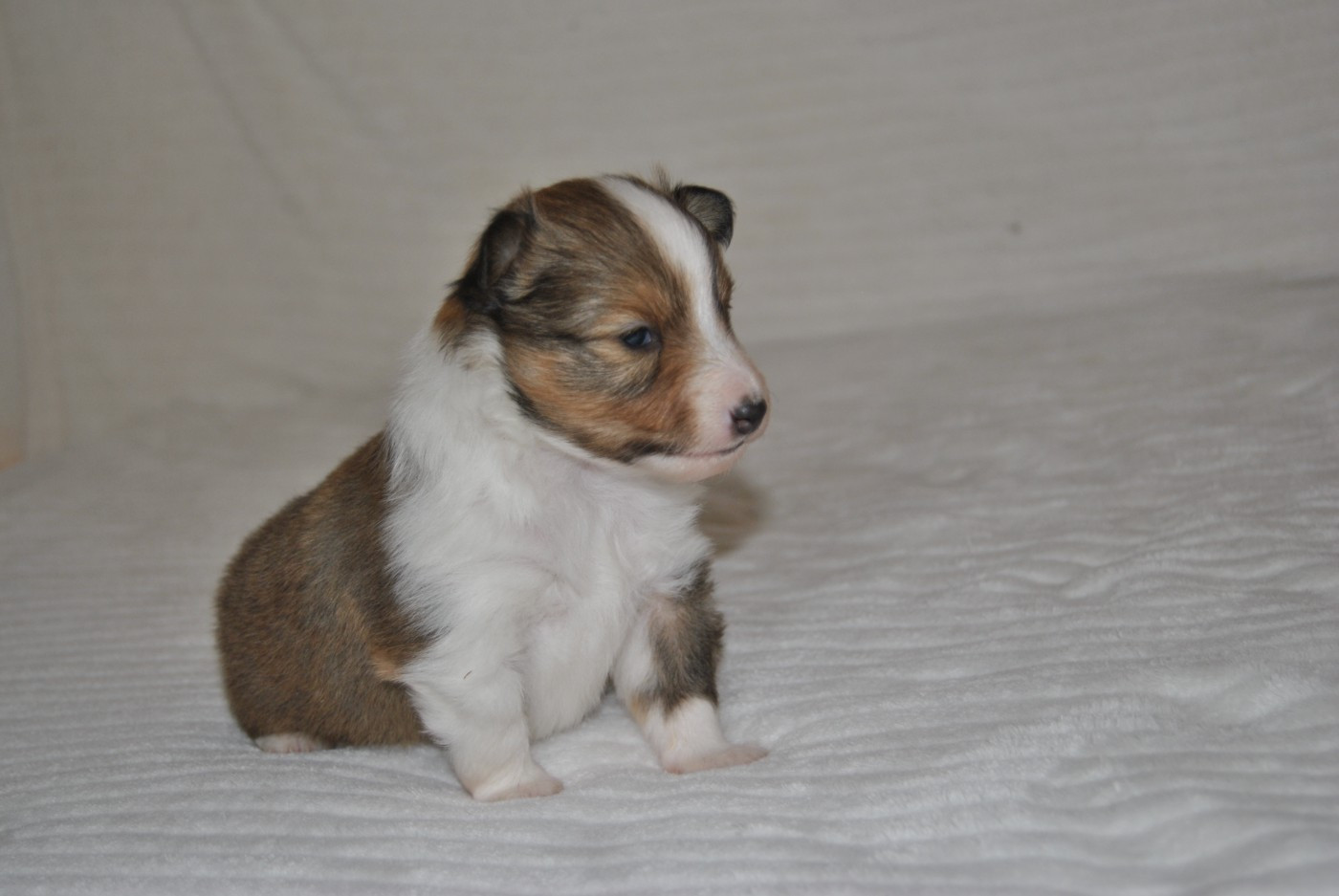 du trefle gatinais - Chiots disponibles - Shetland Sheepdog