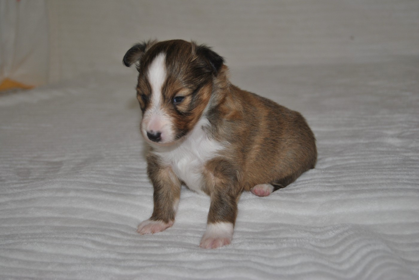 du trefle gatinais - Chiots disponibles - Shetland Sheepdog