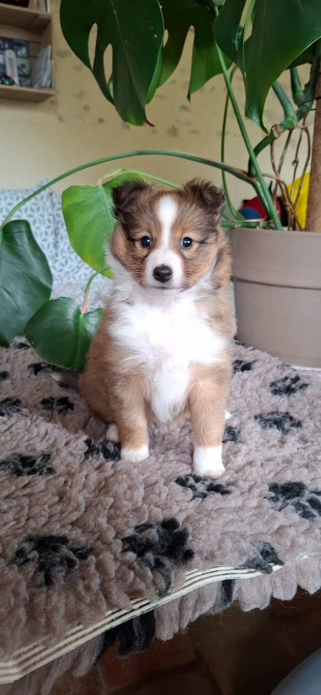 du trefle gatinais - Chiots disponibles - Shetland Sheepdog
