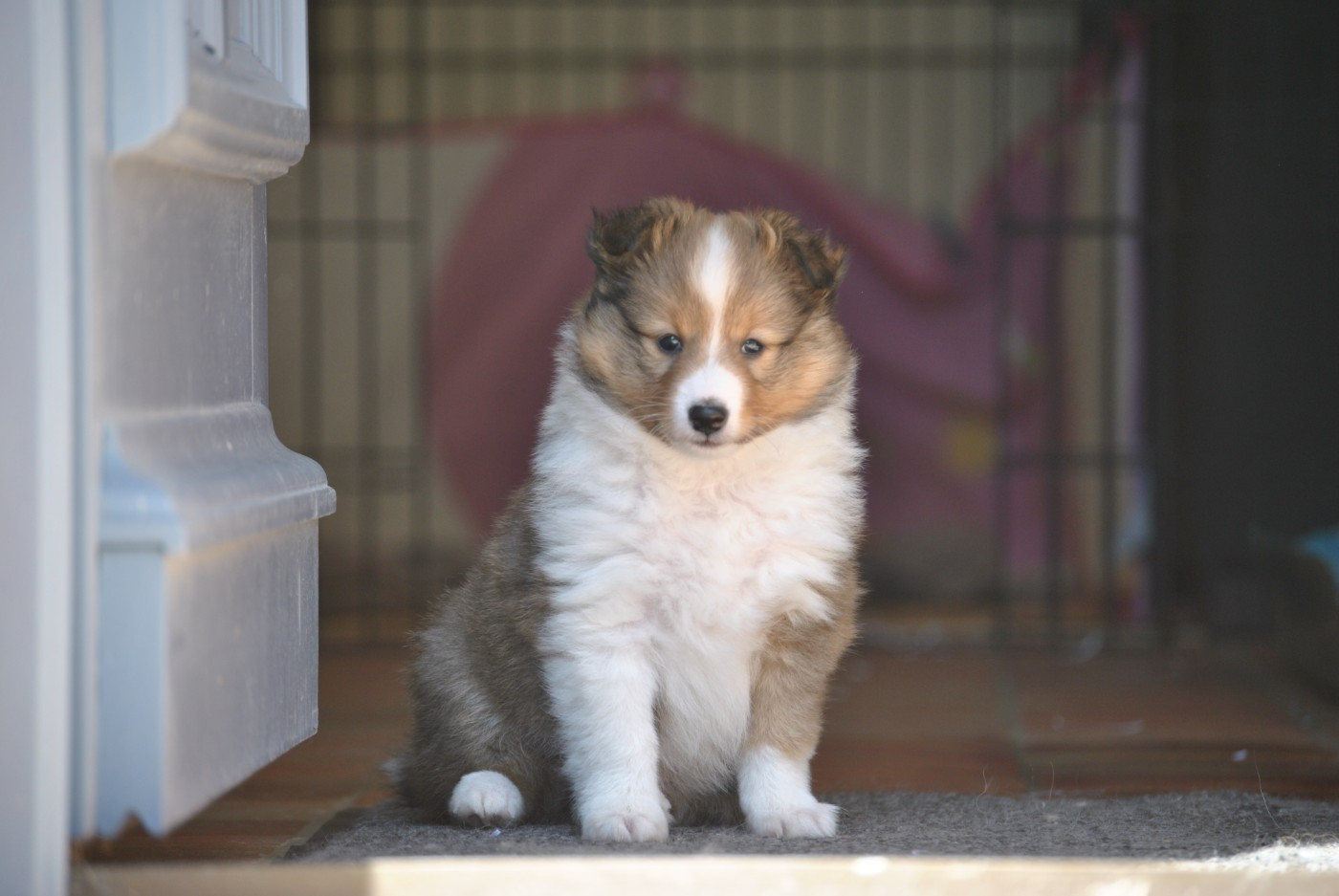 du trefle gatinais - Chiots disponibles - Shetland Sheepdog