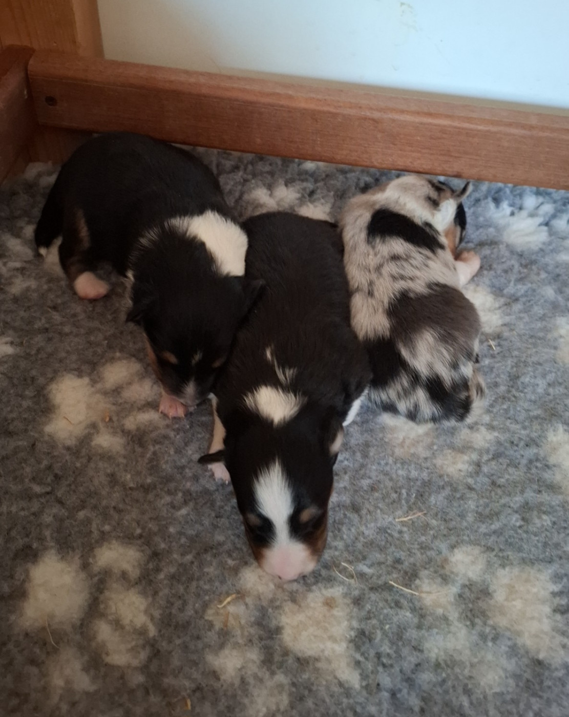Chiot Shetland Sheepdog du trefle gatinais