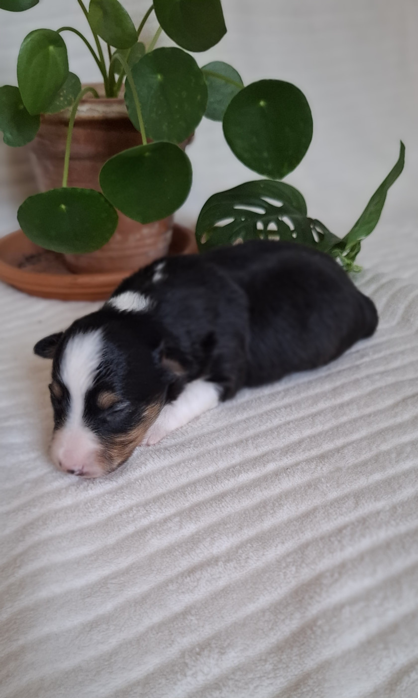 du trefle gatinais - Chiots disponibles - Shetland Sheepdog