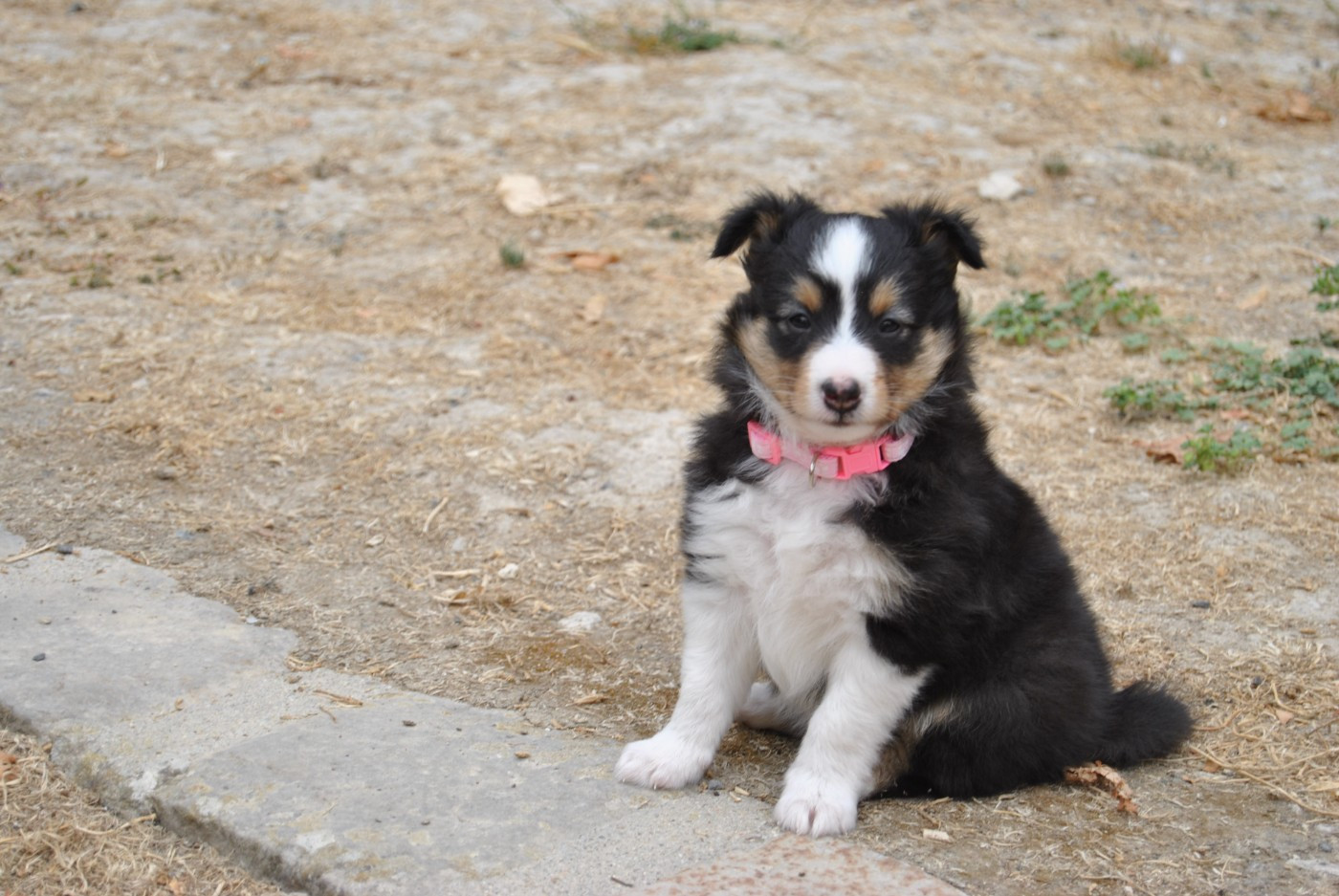 du trefle gatinais - Chiots disponibles - Shetland Sheepdog