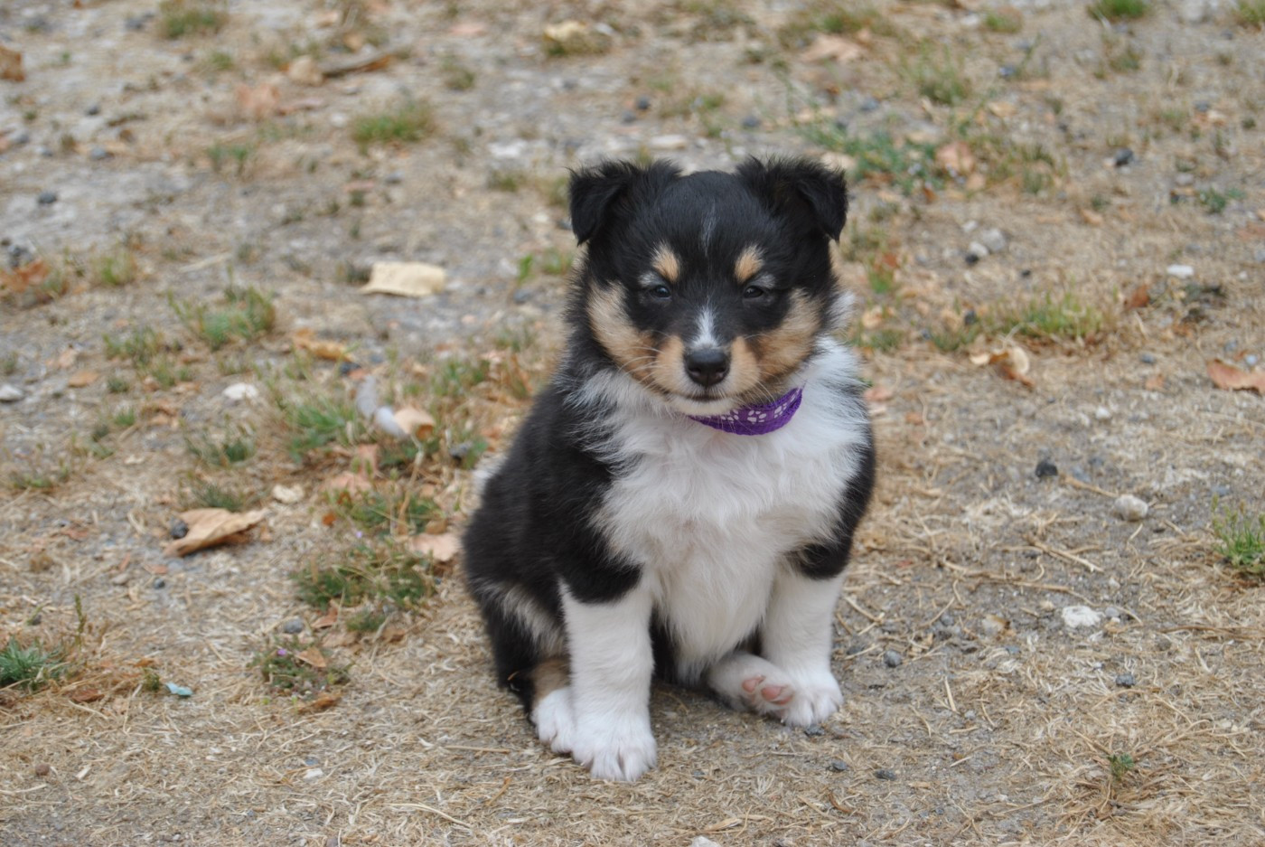du trefle gatinais - Chiots disponibles - Shetland Sheepdog
