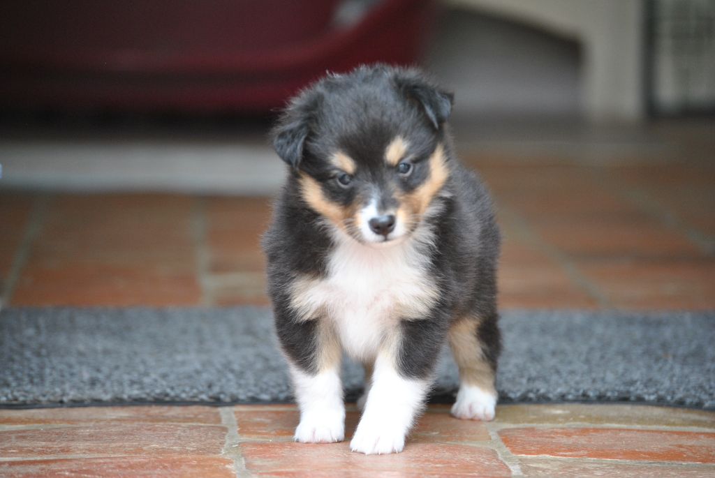 du trefle gatinais - Chiots disponibles - Shetland Sheepdog