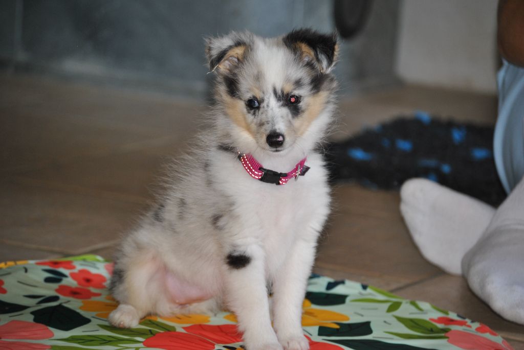 du trefle gatinais - Chiots disponibles - Shetland Sheepdog