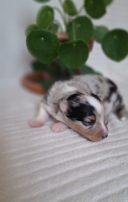 Chiot N°1
