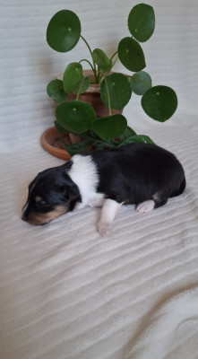 Chiot N°2