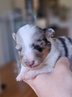 CHIOT 4