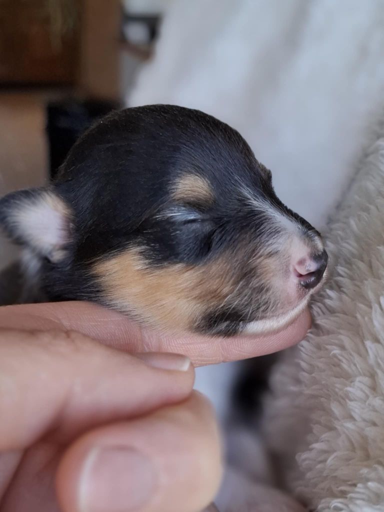 du trefle gatinais - Chiots disponibles - Shetland Sheepdog