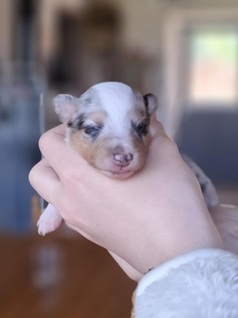 du trefle gatinais - Chiots disponibles - Shetland Sheepdog