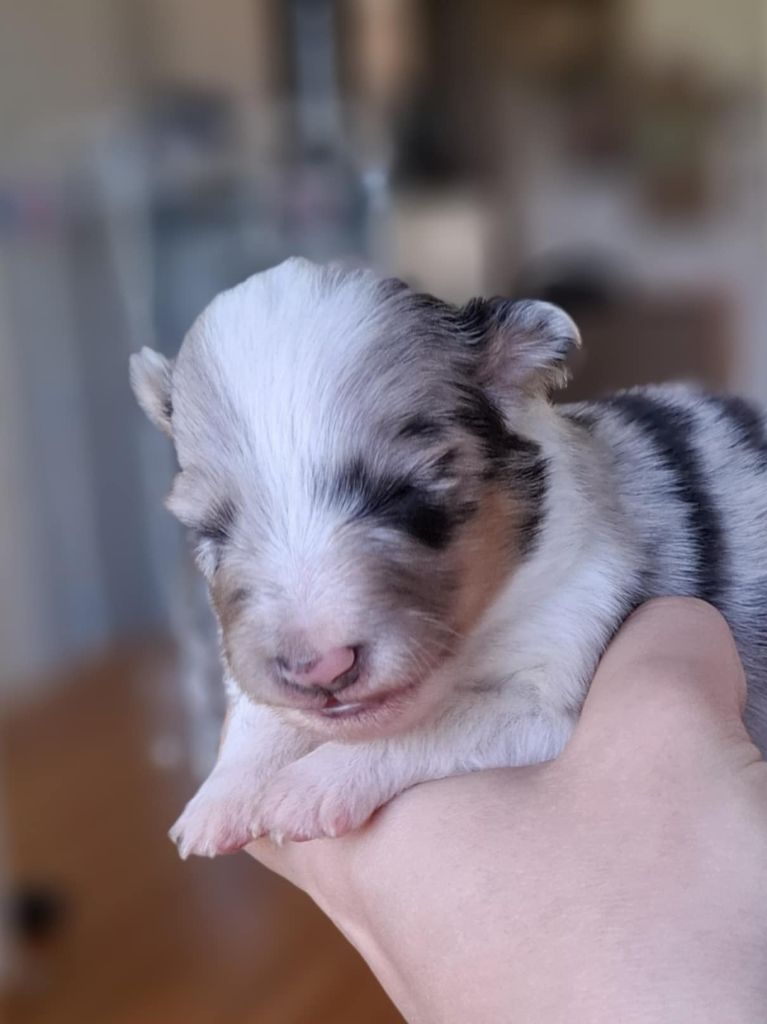 du trefle gatinais - Chiots disponibles - Shetland Sheepdog