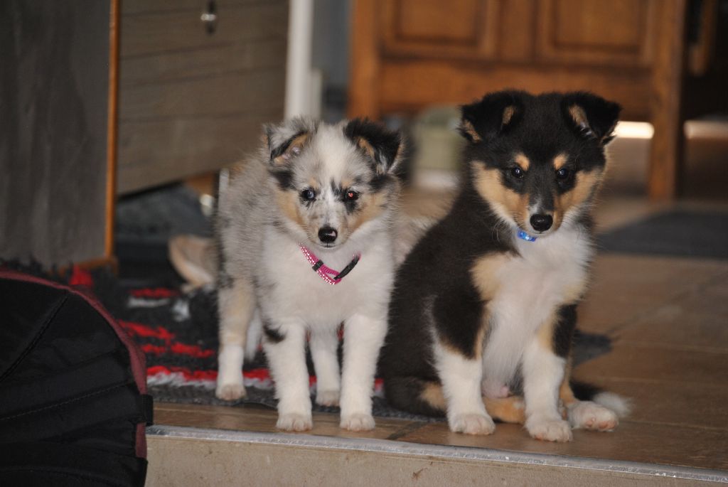 Chiot Shetland Sheepdog du trefle gatinais