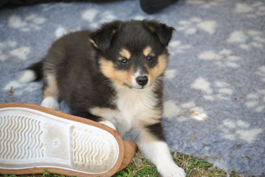 du trefle gatinais - Chiots disponibles - Shetland Sheepdog
