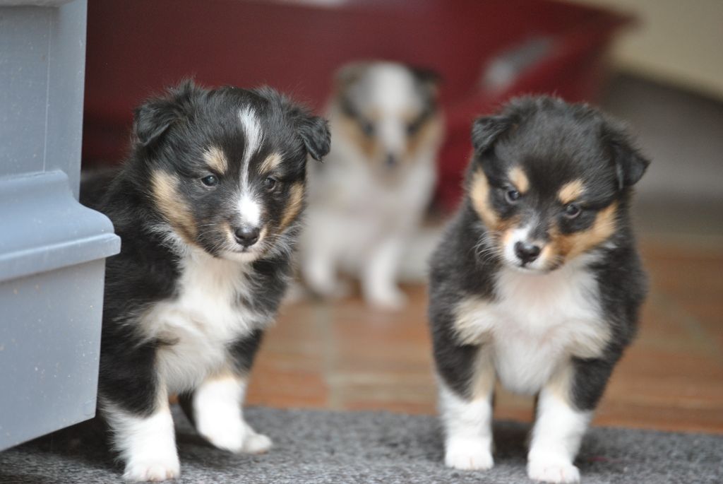 Chiot Shetland Sheepdog du trefle gatinais
