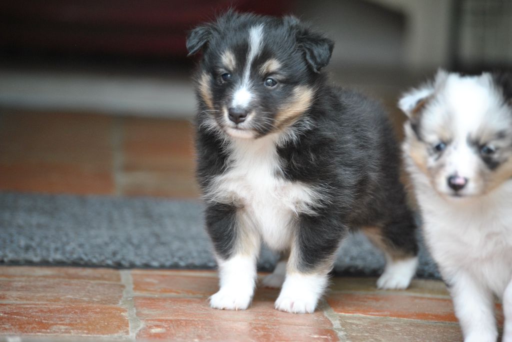 du trefle gatinais - Chiots disponibles - Shetland Sheepdog